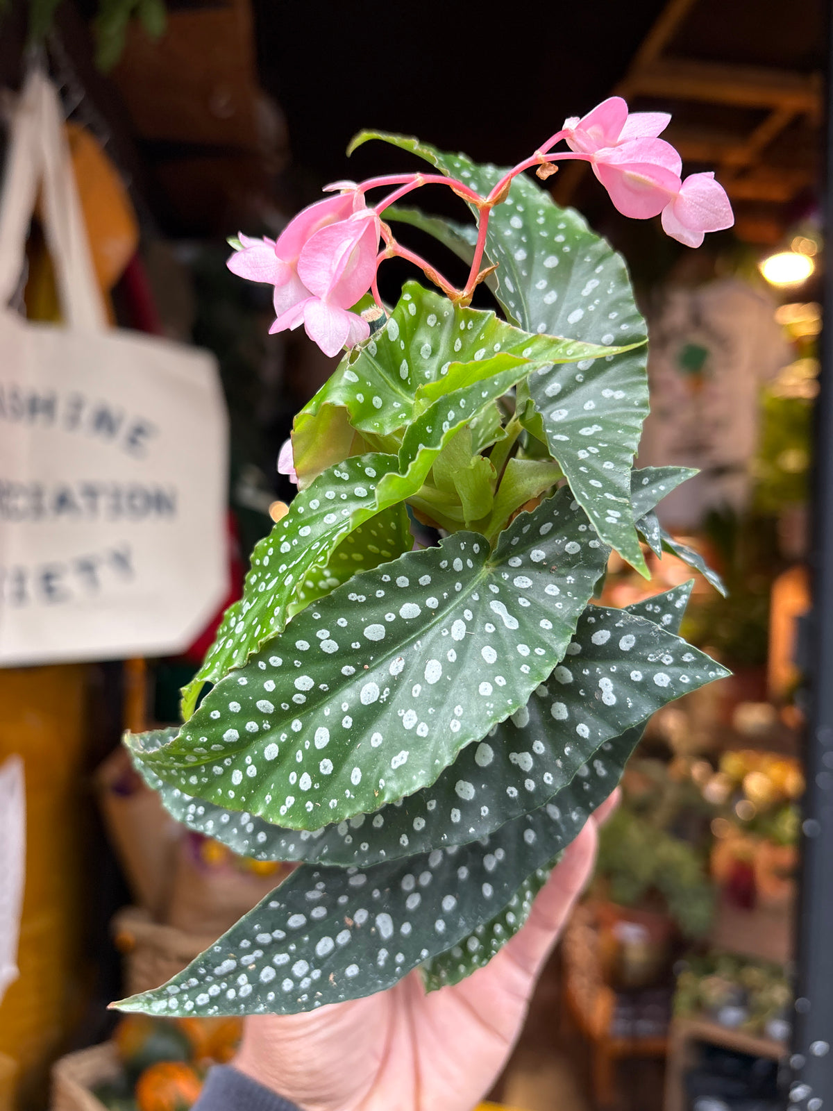 Begonia Maculata Silverspot in 6cm pot outside Urban Tropicana plant shop in Chiswick, London