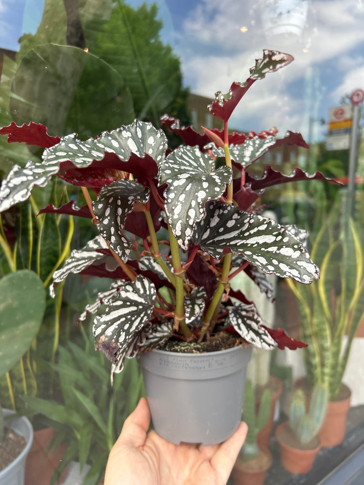 A Begonia Maculata Spotlight Dark plant in front of Urban Tropicana’s Plant Shop in Chiswick London