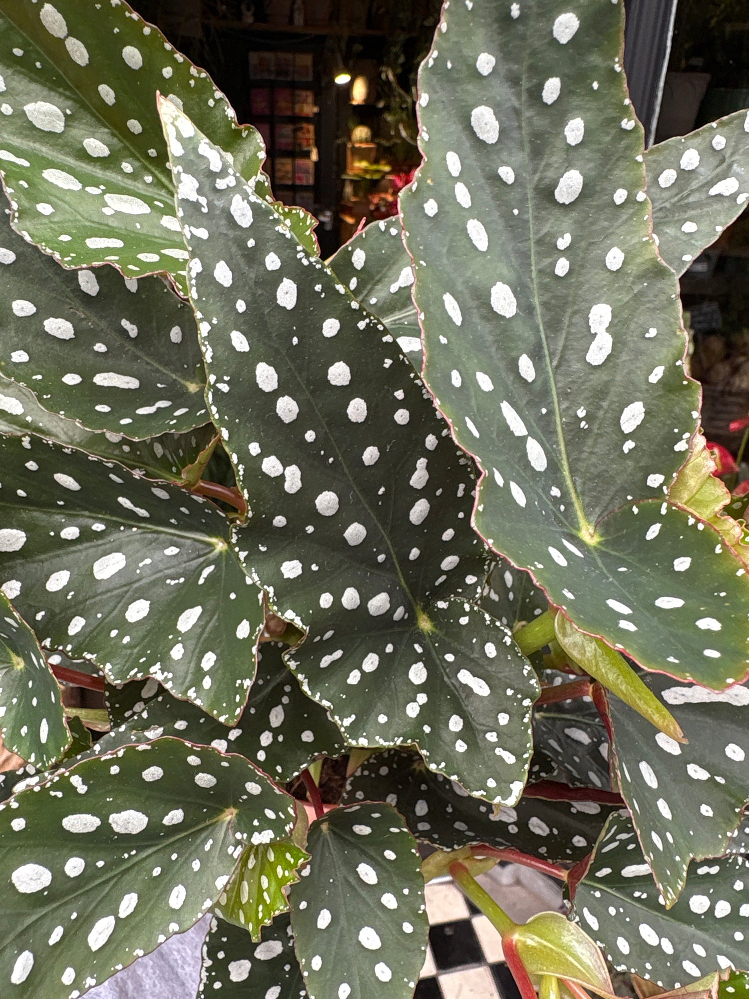 A Begonia Maculata Spotlight Green plant in front of Urban Tropicana’s Plant Shop in Chiswick London