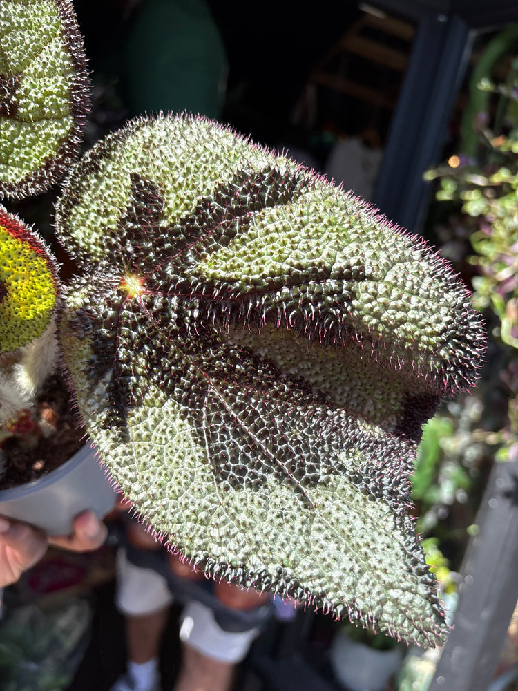 Begonia Masoniana houseplant outside Urban Tropicana plant shop in Chiswick, West London