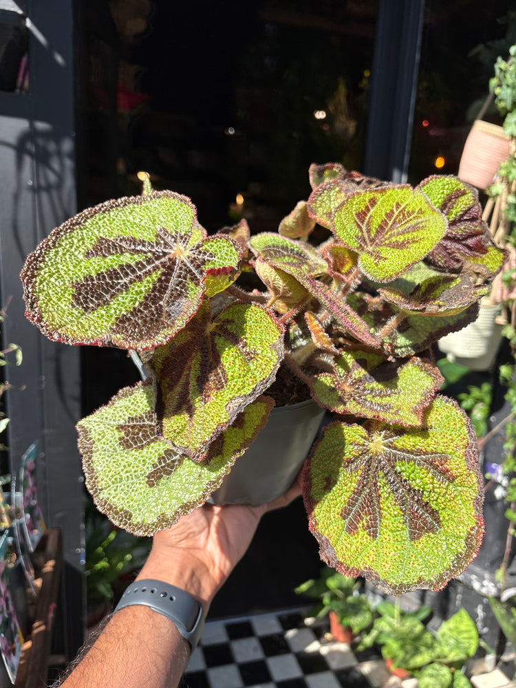 A Begonia Masoniana Mountain plant also known as a Iron Cross Begonia in front of Urban Tropicana’s Plant Shop in Chiswick London