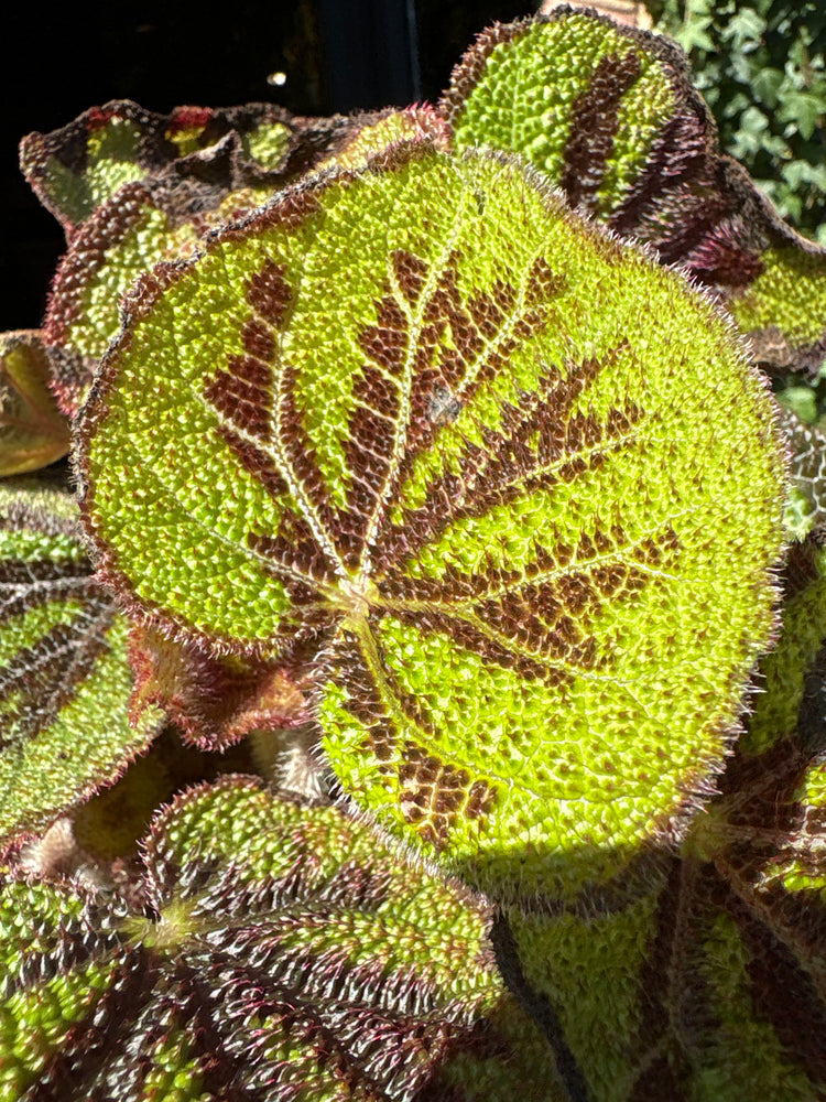 A Begonia Masoniana Mountain plant also known as a Iron Cross Begonia in front of Urban Tropicana’s Plant Shop in Chiswick Lodon