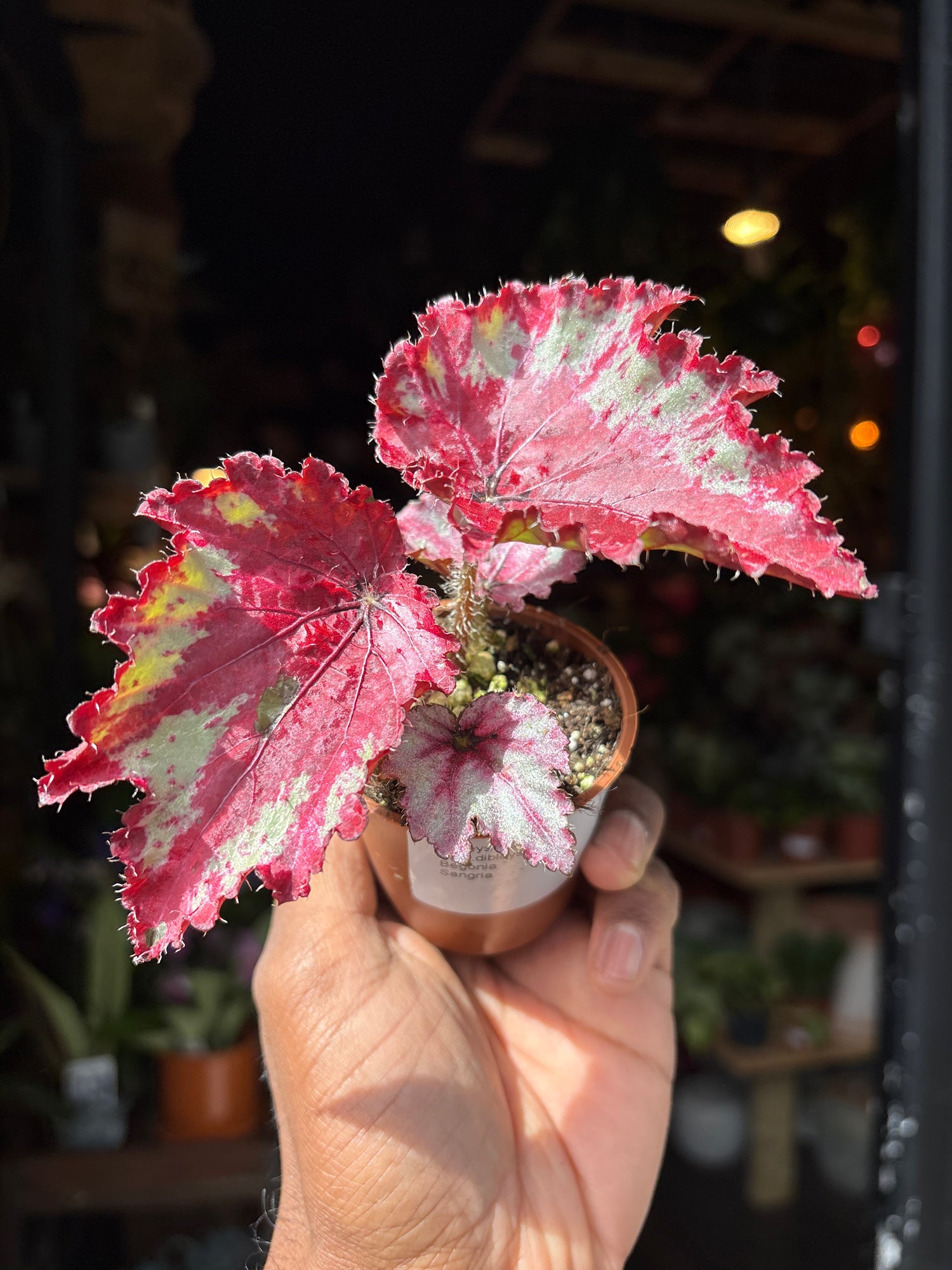 A begonia Sangria plant in front of Urban Tropicana’s Plant Shop in Chiswick London