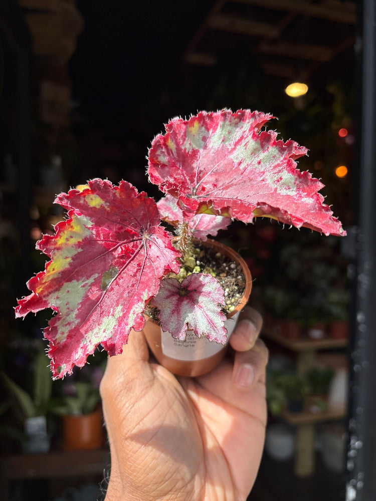 A begonia Sangria plant in front of Urban Tropicana’s Plant Shop in Chiswick London