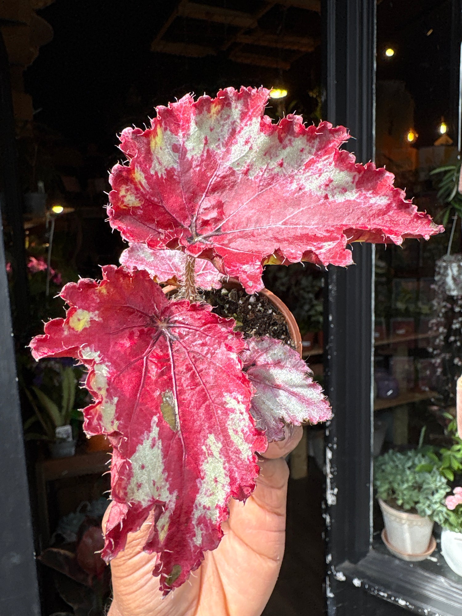 A Begonia Sangria plant in front of Urban Tropicana’s Plant Shop in Chiswick London
