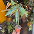 A Begonia Tamaya plant also know as a Bamboo Begonia in front of Urban Tropicana&