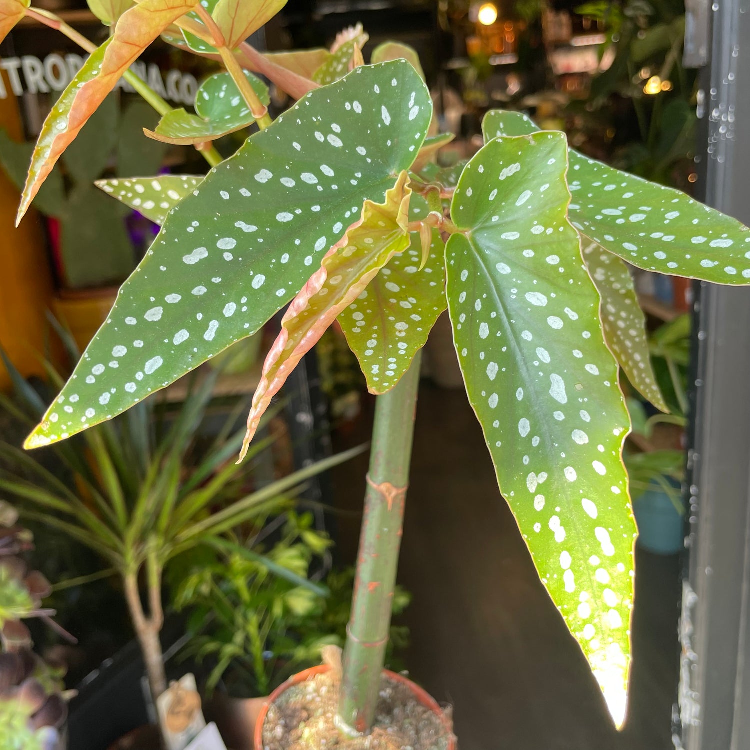 A Begonia Tamaya plant also know as a Bamboo Begonia in front of Urban Tropicana&