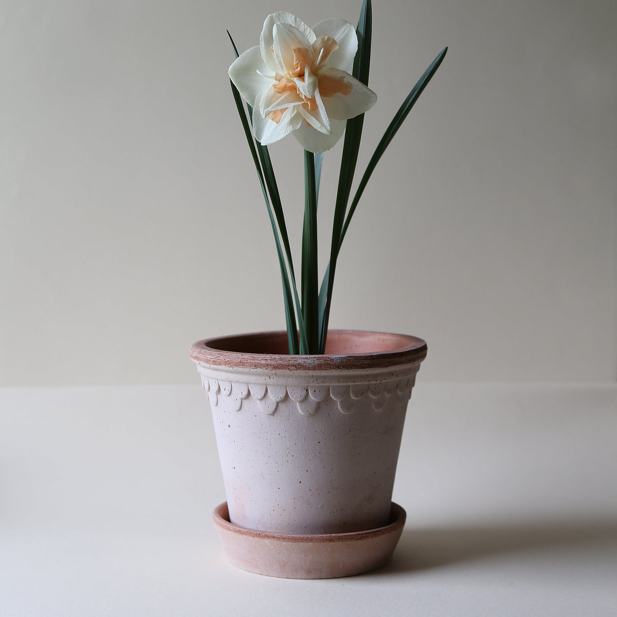 A Bergs Potter Copenhagen Rosa Pot & Saucer from Urban Tropicana’s plant shop in Chiswick London
