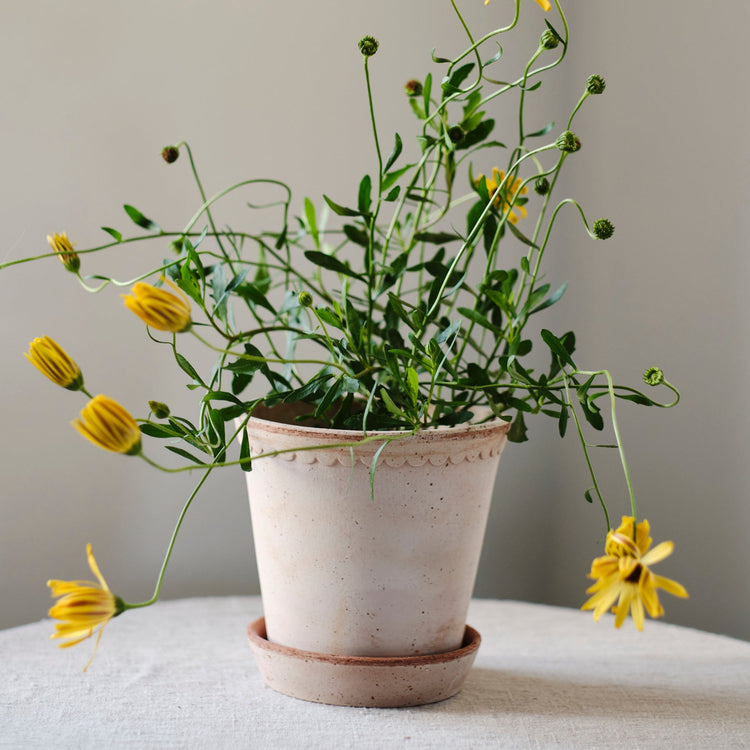A Bergs Potter Helena Rosa Pot & Saucer from Urban Tropicana’s plant shop in Chiswick London