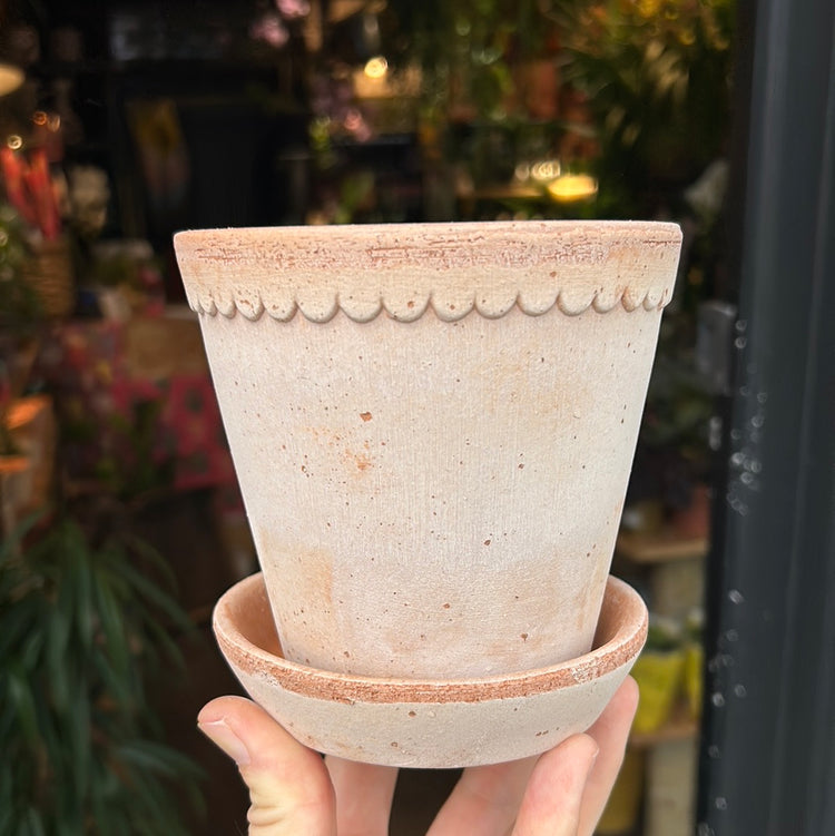 A Bergs Potter Helena Rosa Pot & Saucer from Urban Tropicana’s plant shop in Chiswick London