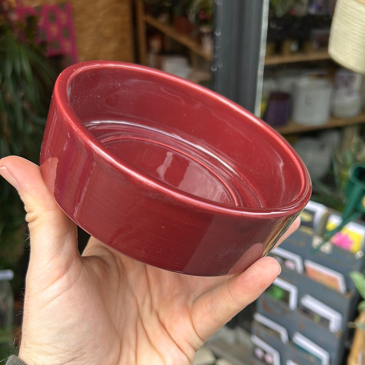 A Bergs Potter Hoff Glazed Deep Burgundy Saucer from Urban Tropicana’s Plant Shop in Chiswick London