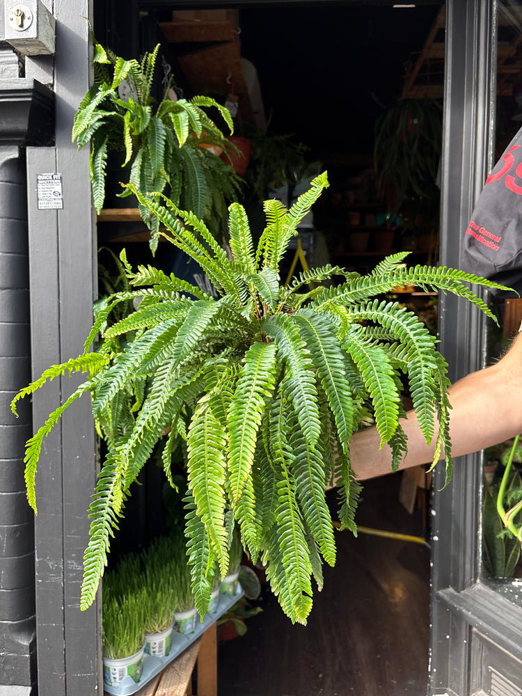 Blechnum spicant fern in 17cm pot outside Urban Tropicana plant shop in Chiswick, London