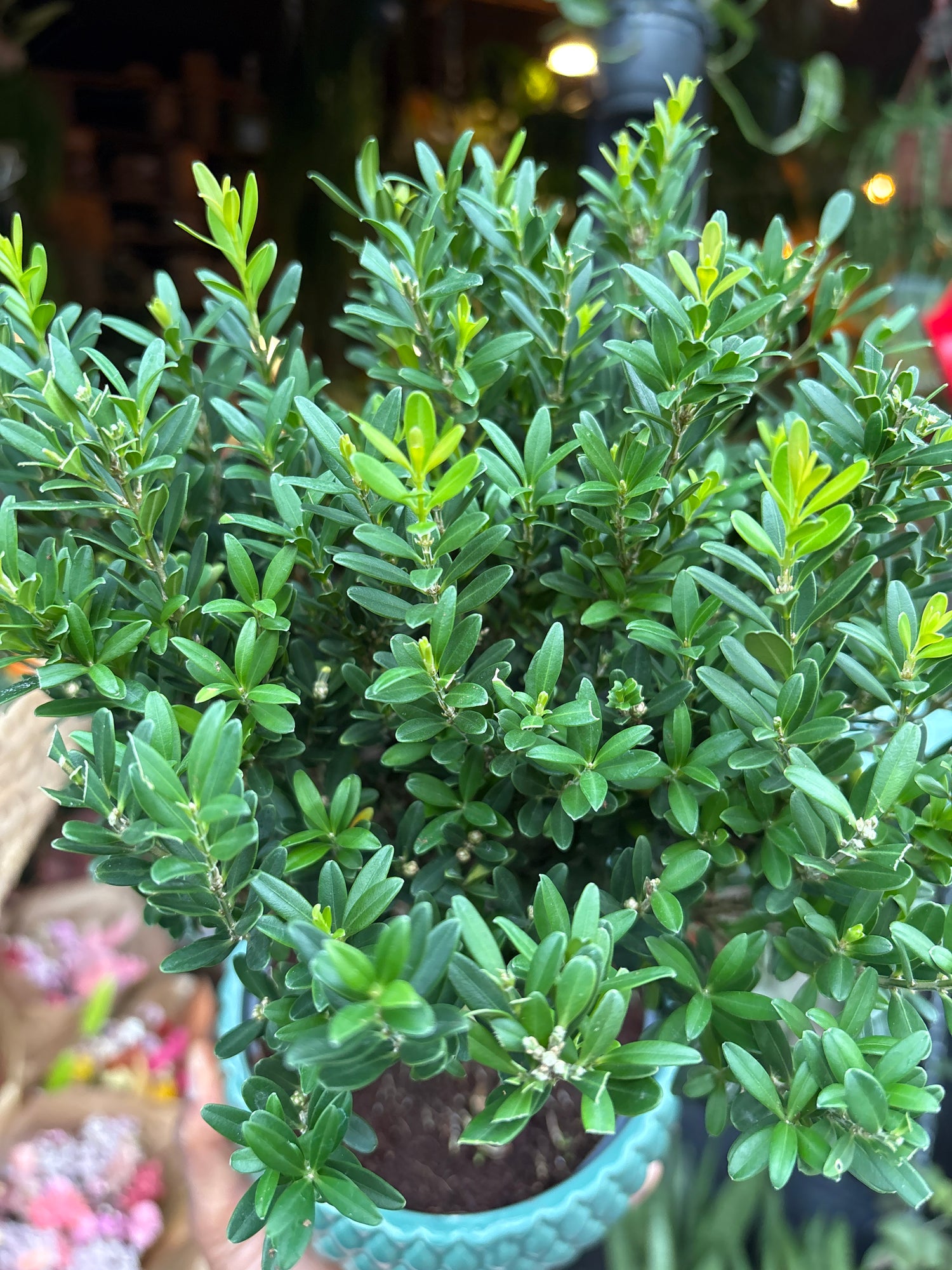 A Bonsai Buxus plant in front of Urban Tropicana’s Plant Shop in Chiswick London