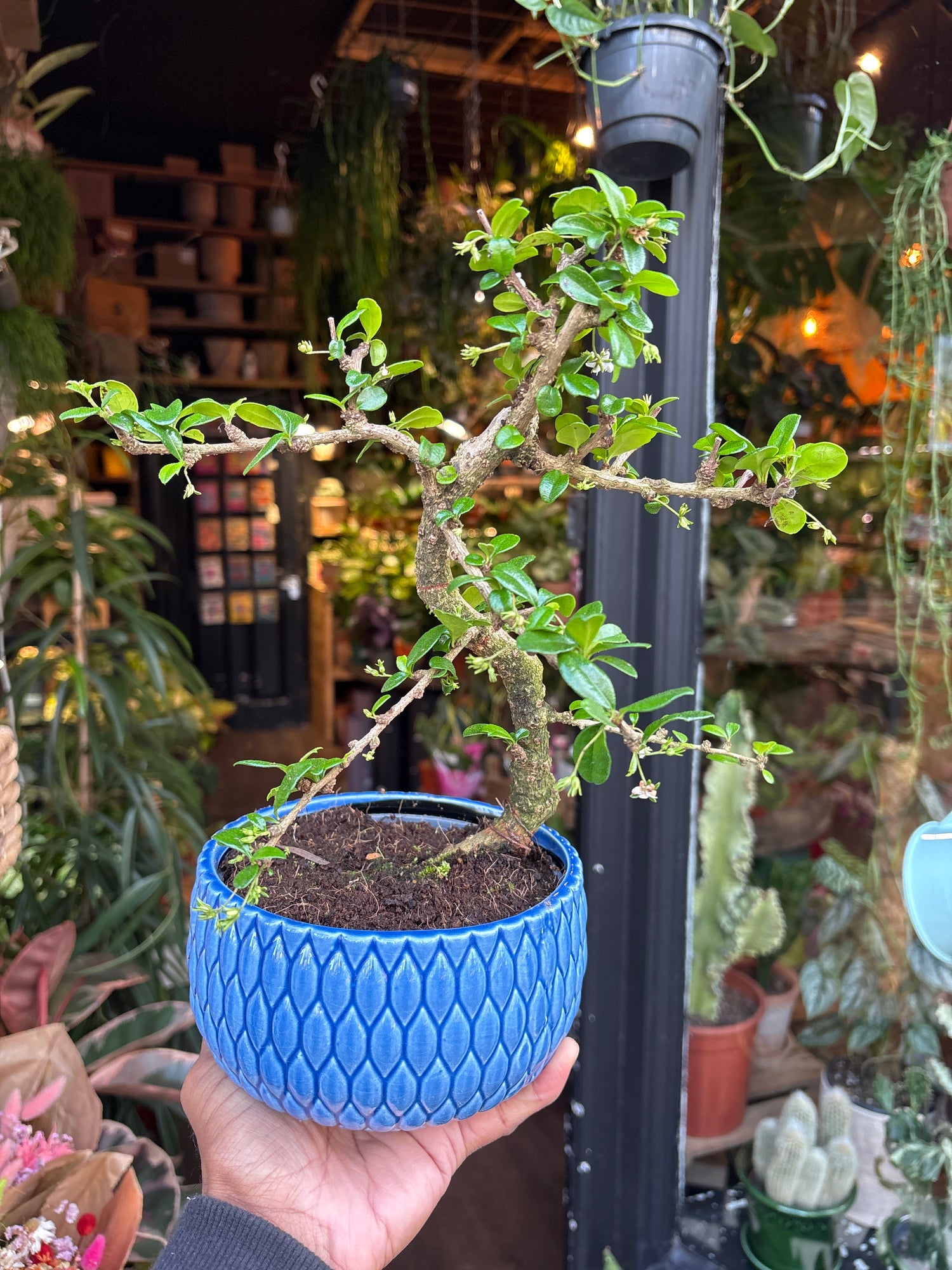 A Bonsai Carmona  plant in front of Urban Tropicana’s Plant Shop in Chiswick London