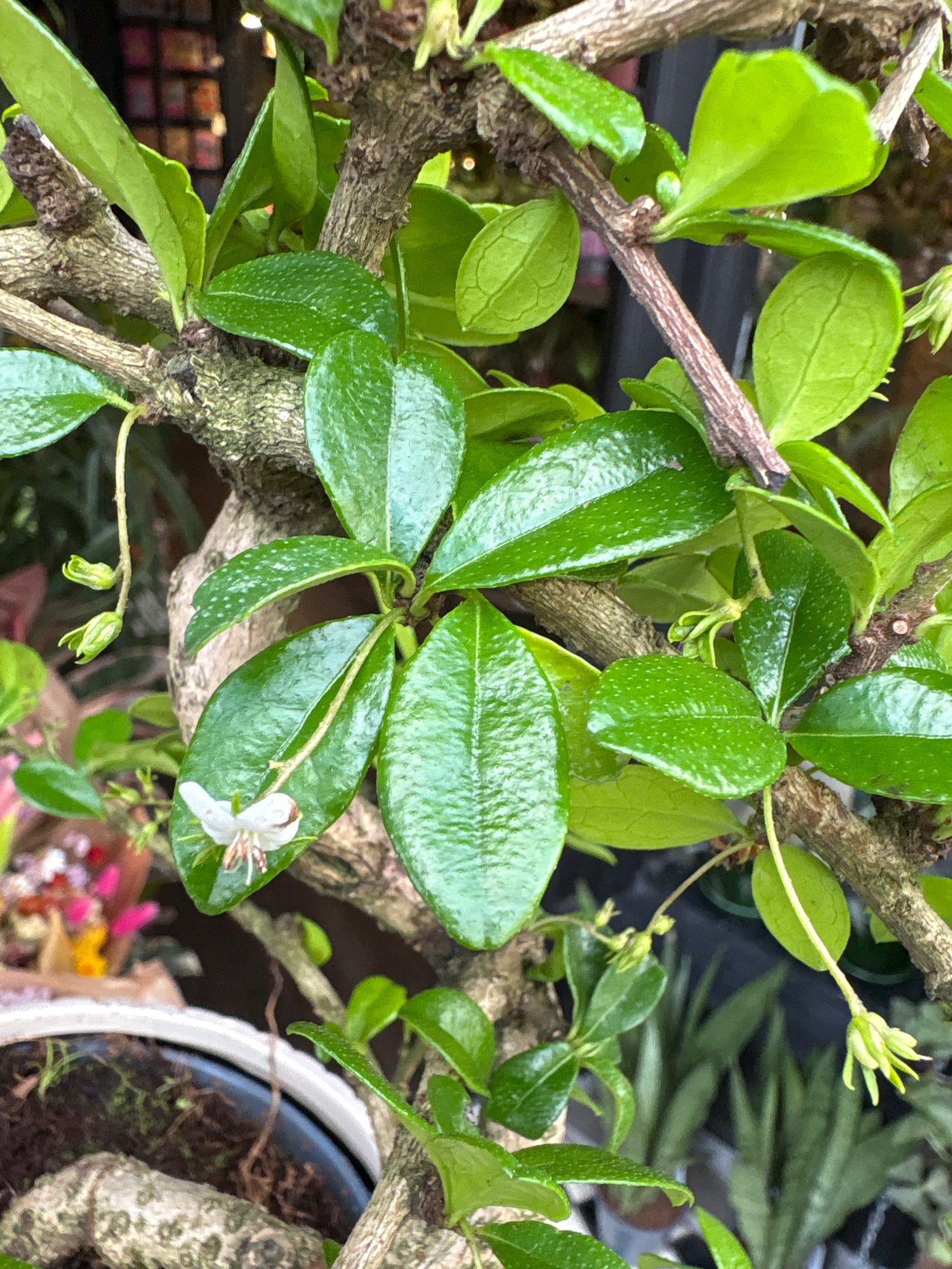 A Bonsai Carmona plant in front of Urban Tropicana’s Plant Shop in Chiswick London