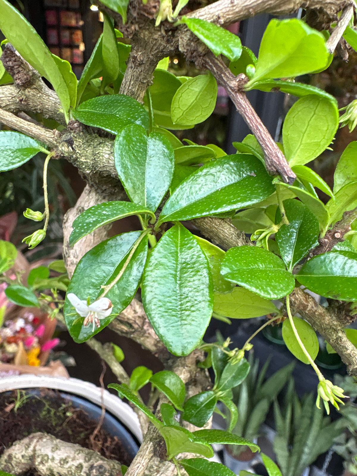 A Bonsai Carmona plant in front of Urban Tropicana’s Plant Shop in Chiswick London