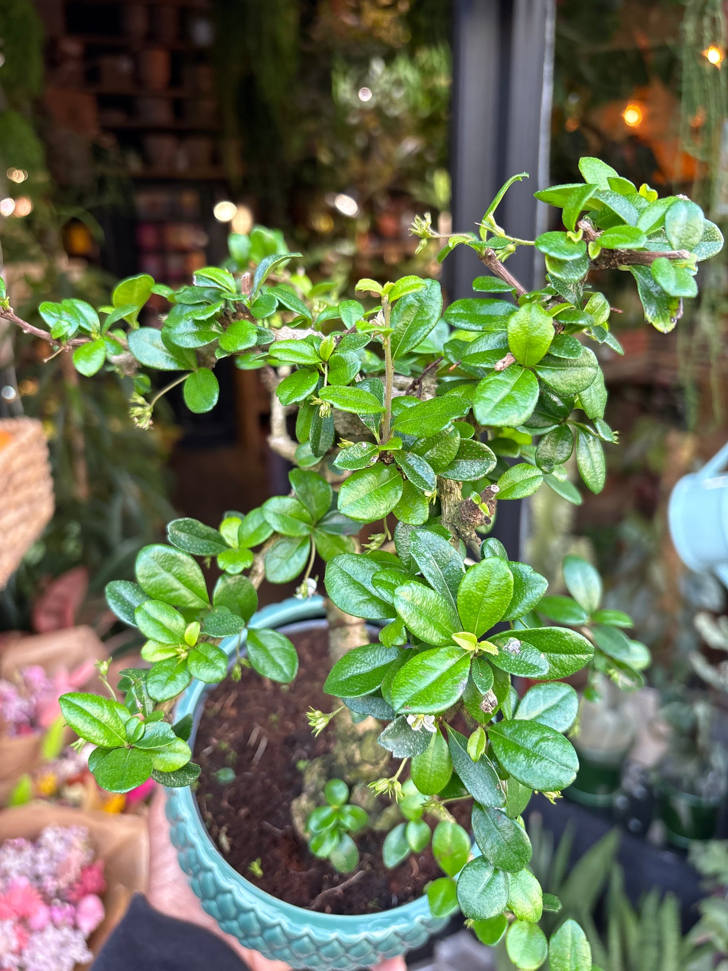 A Bonsai Carmona plant in front of Urban Tropicana’s Plant Shop in Chiswick London