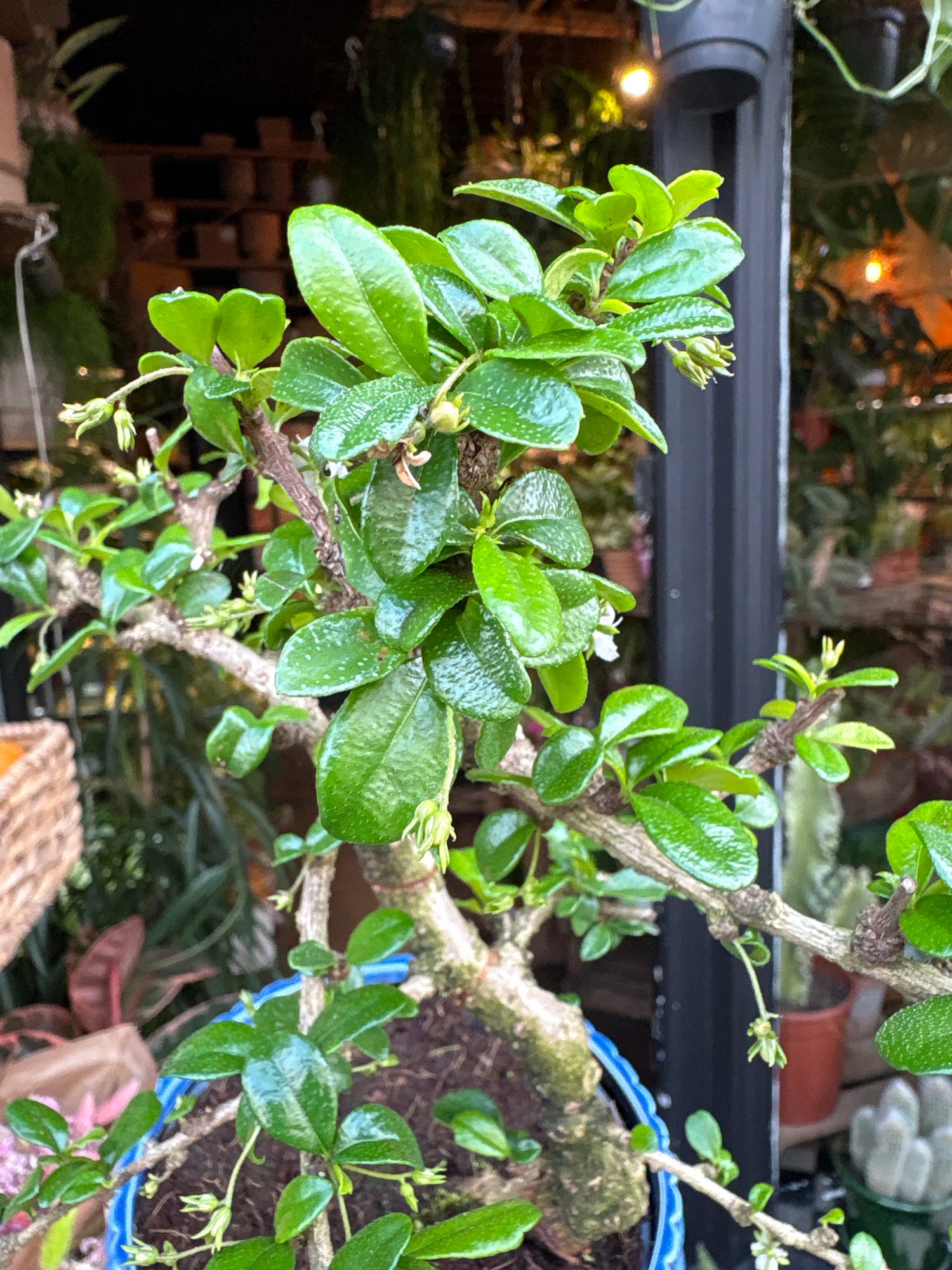 A Bonsai Carmona plant in front of Urban Tropicana’s Plant Shop in Chiswick London