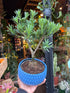 A Bonsai Podocarpus plant in front of Urban Tropicana’s Plant Shop in Chiswick London