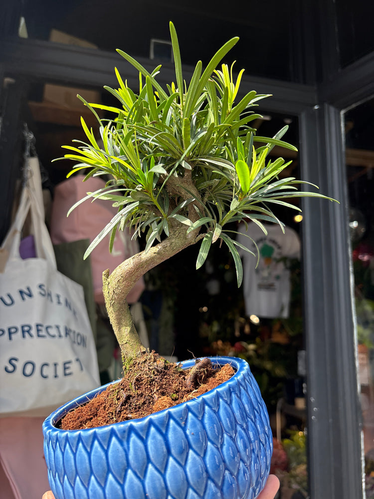 Bonsai Podocarpus tree in 15cm blue ceramic pot outside Urban Tropicana plant shop in Chiswick, London