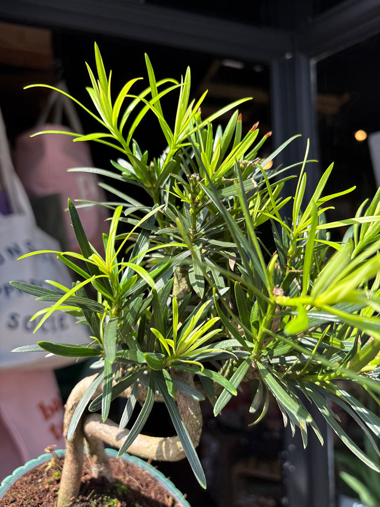 Bonsai Podocarpus bonsai tree outside Urban Tropicana plant shop in Chiswick, London