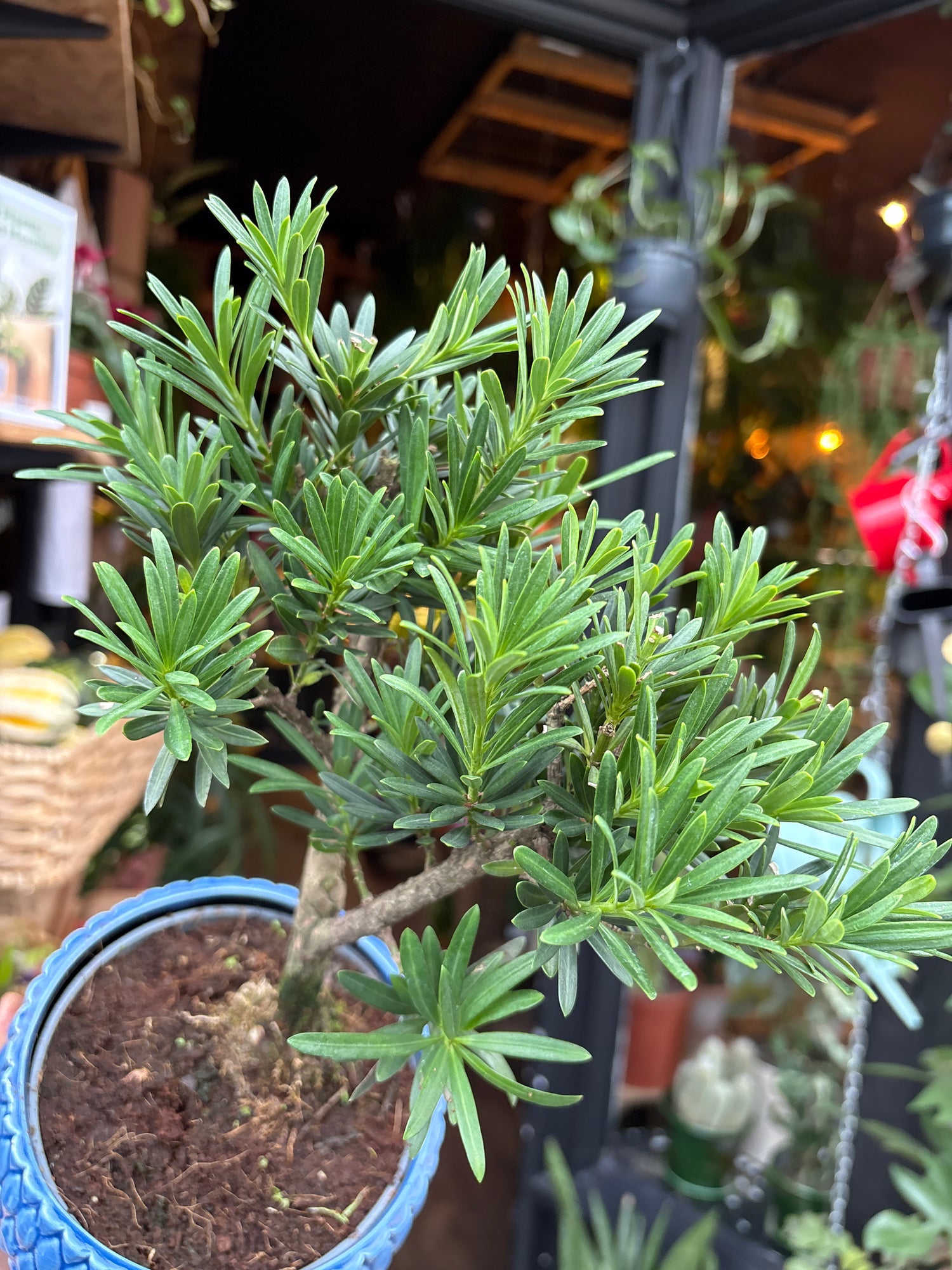 A Bonsai Podocarpus plant in front of Urban Tropicana’s Plant Shop in Chiswick London