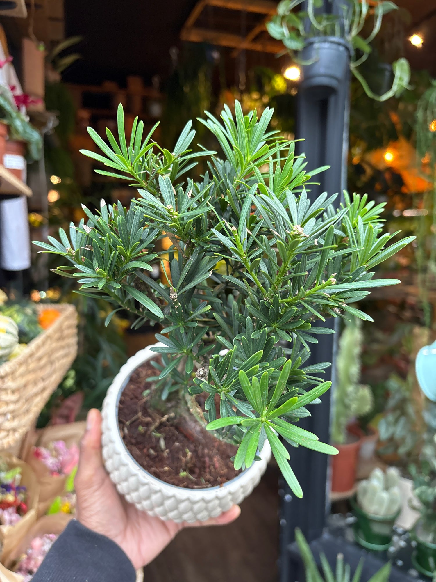 A Bonsai Podocarpus plant in front of Urban Tropicana’s Plant Shop in Chiswick London