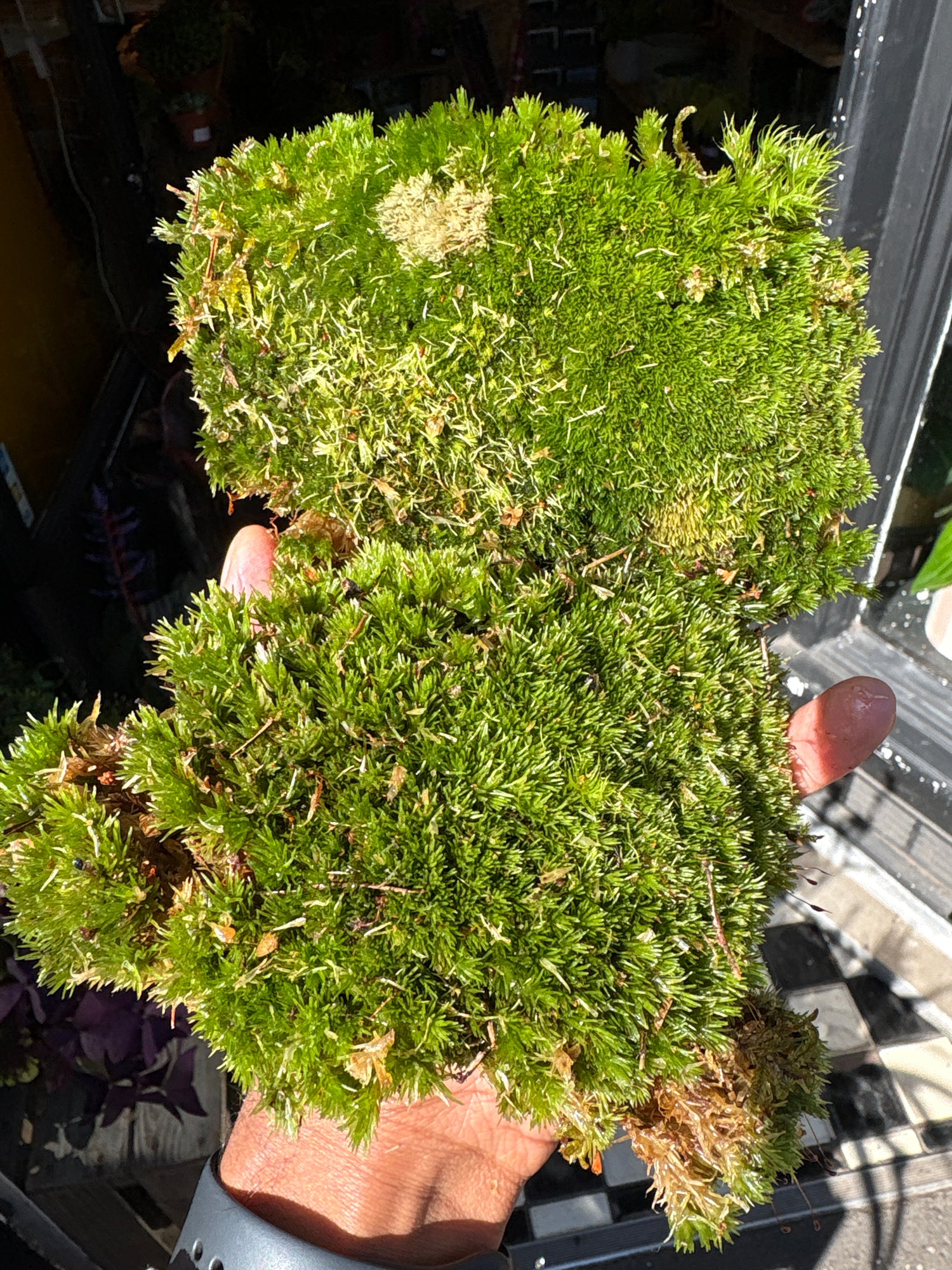 Bun Moss in front of Urban Tropicana’s Plant Shop in Chiswick London