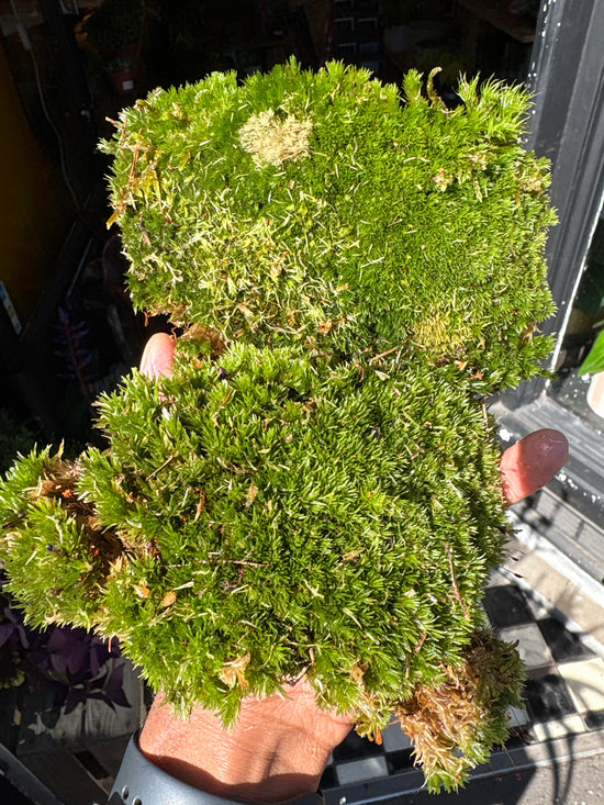 Bun Moss in front of Urban Tropicana’s Plant Shop in Chiswick London