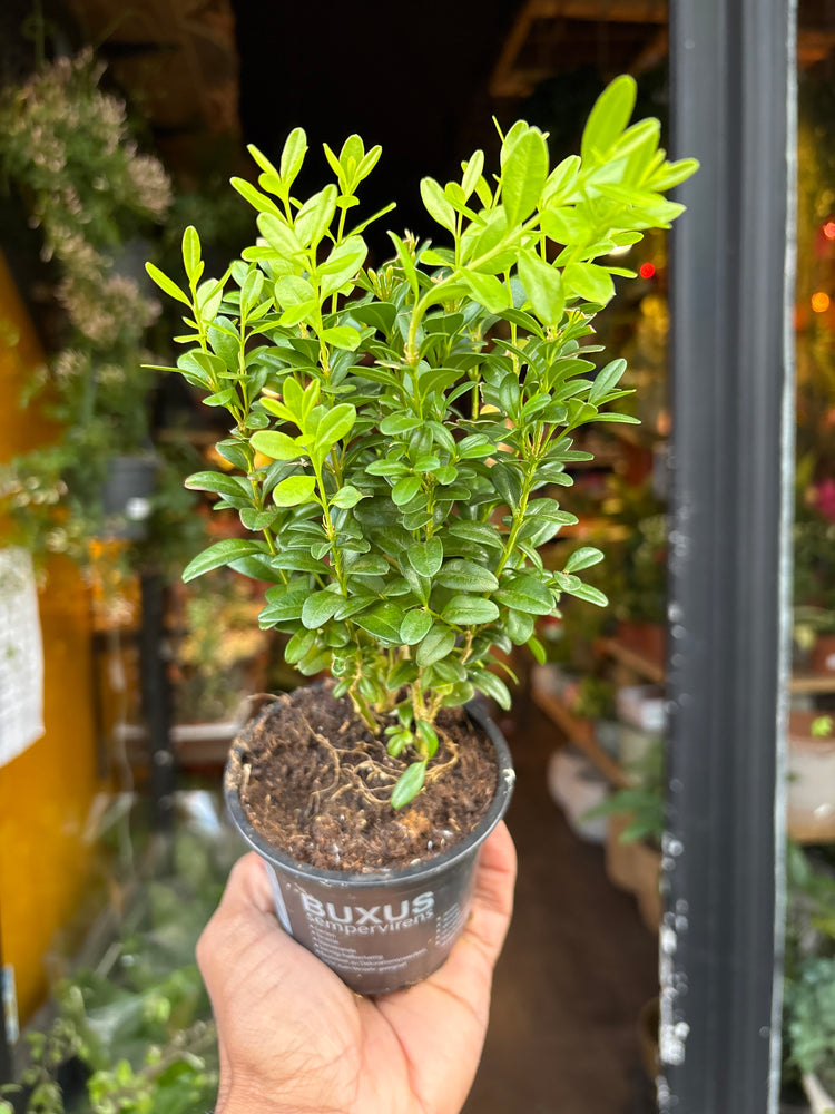 A Buxus plant in front of Urban Tropicana’s Plant Shop in Chiswick London