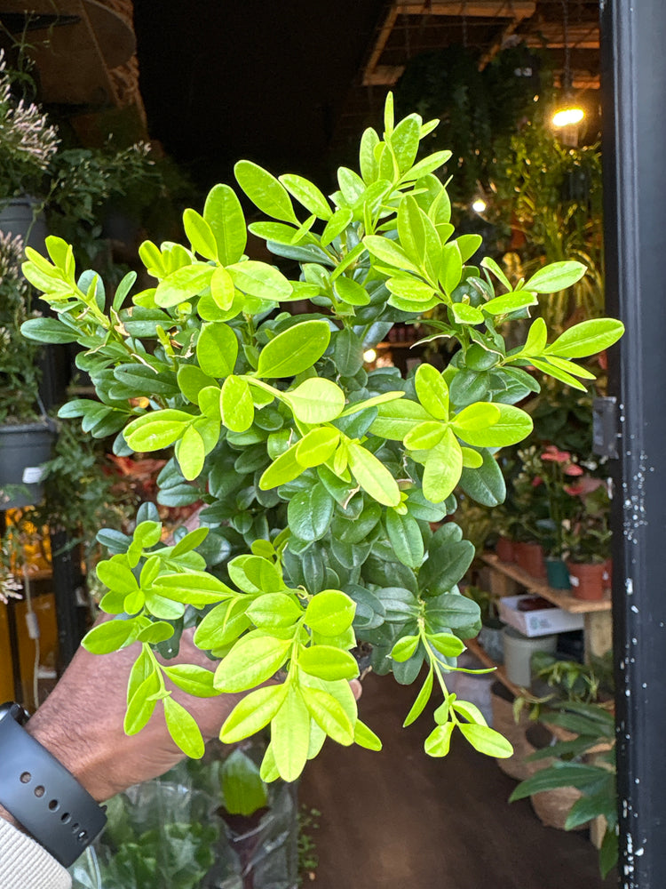 A Buxus plant in front of Urban Tropicana’s Plant Shop in Chiswick London