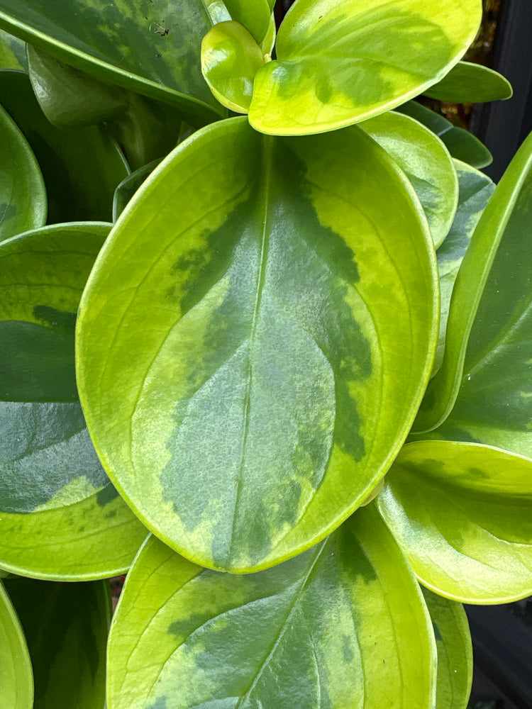 A Peperomia Obtusfolia Variegated plant in front of Urban Tropicana’s Plant Shop in Chiswick London