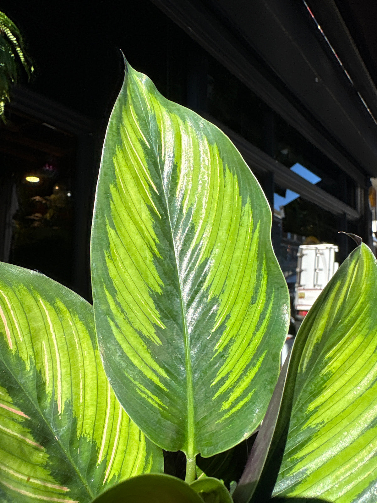 Calathea ‘Beauty Star’ | 12cm pot