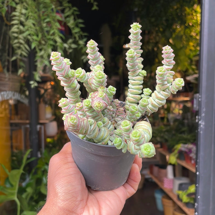 A Crassula Marnieriana, a type of small succulent like plant in front of Urban Tropicana&