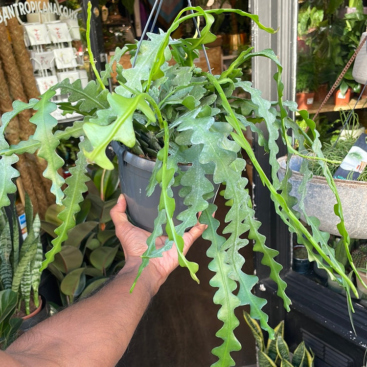 A Epiphyllum Anguliger plant also known as a fish bone cactus in front of Urban Tropicana&