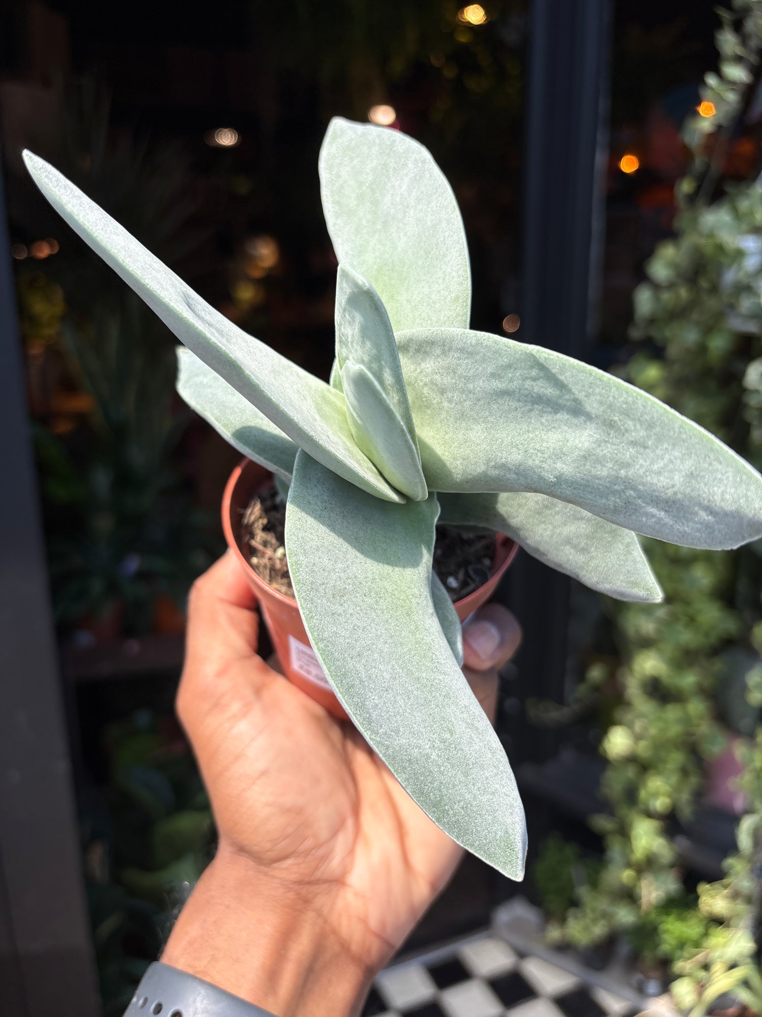 Crassula Boomerang in front of Urban Tropicana’s Plant Shop in Chiswick London