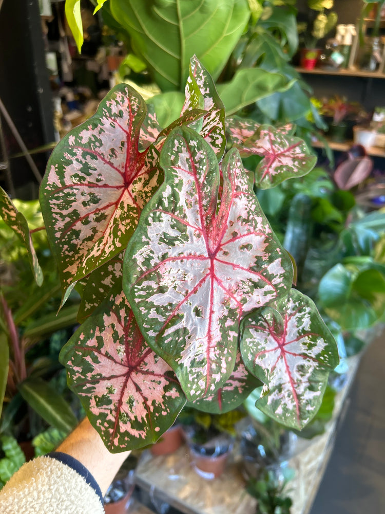 A Caladium Carolyn Whorton plant in front of Urban Tropicana’s Plant Shop in Chiswick London