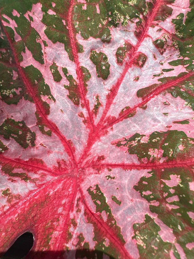 A Caladium ‘Carolyn Whorton’ plant in front of Urban Tropicana’s plant shop in Chiswick, London