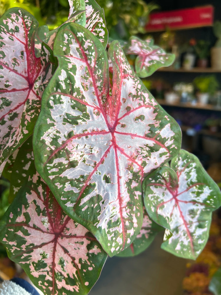 A Caladium Carolyn Whorton plant in front of Urban Tropicana’s Plant Shop in Chiswick London