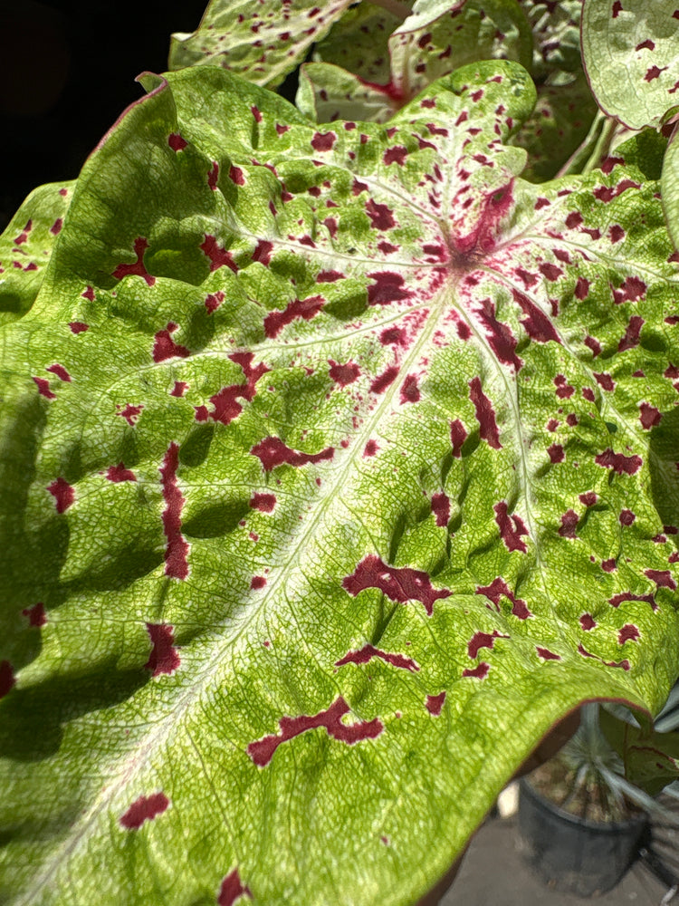 A Caladium ‘Miss Muffet’ plant in front of Urban Tropicana’s plant shop in Chiswick, London.
