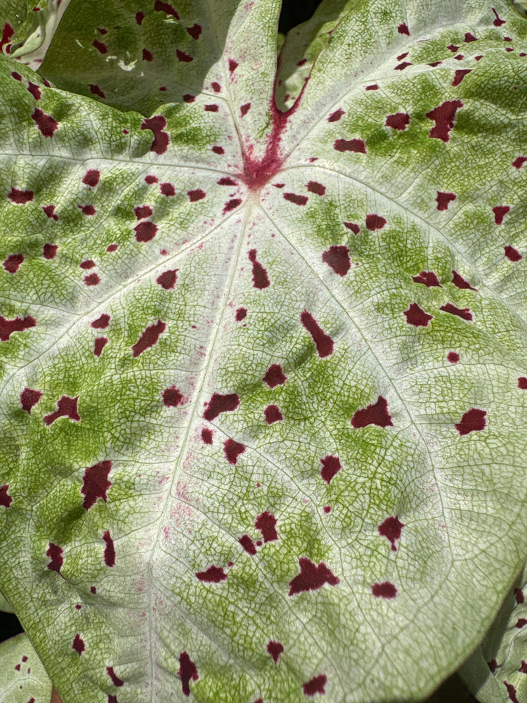 A Caladium ‘Miss Muffett’ plant in front of Urban Tropicana’s plant shop in Chiswick, London