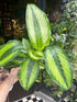 A Calathea ‘Beauty Star’plant in front of Urban Tropicana’s Plant Shop in Chiswick London
