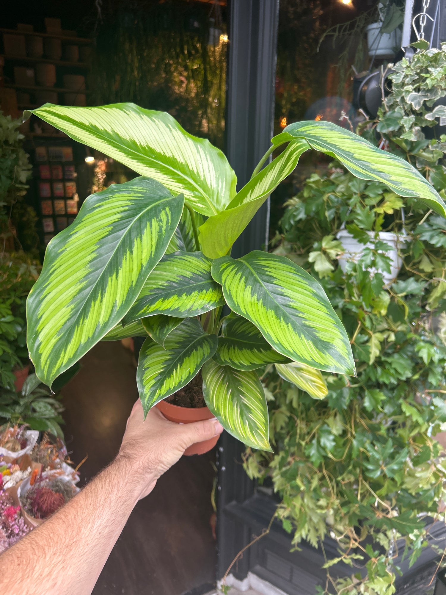A Calathea ‘Beauty Star’ plant in front of Urban Tropicana’s Plant Shop in Chiswick London