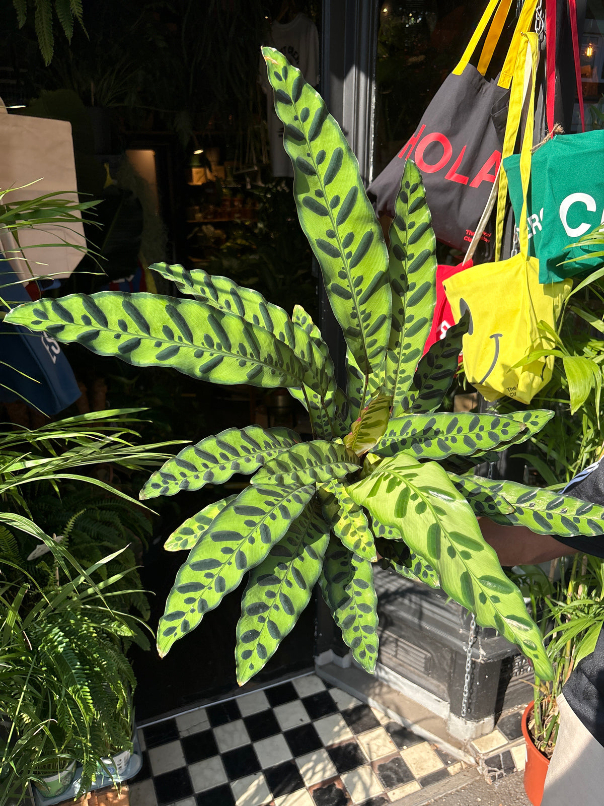 Calathea lancifolia (Rattlesnake Plant) in 17cm pot outside Urban Tropicana plant shop in Chiswick, London