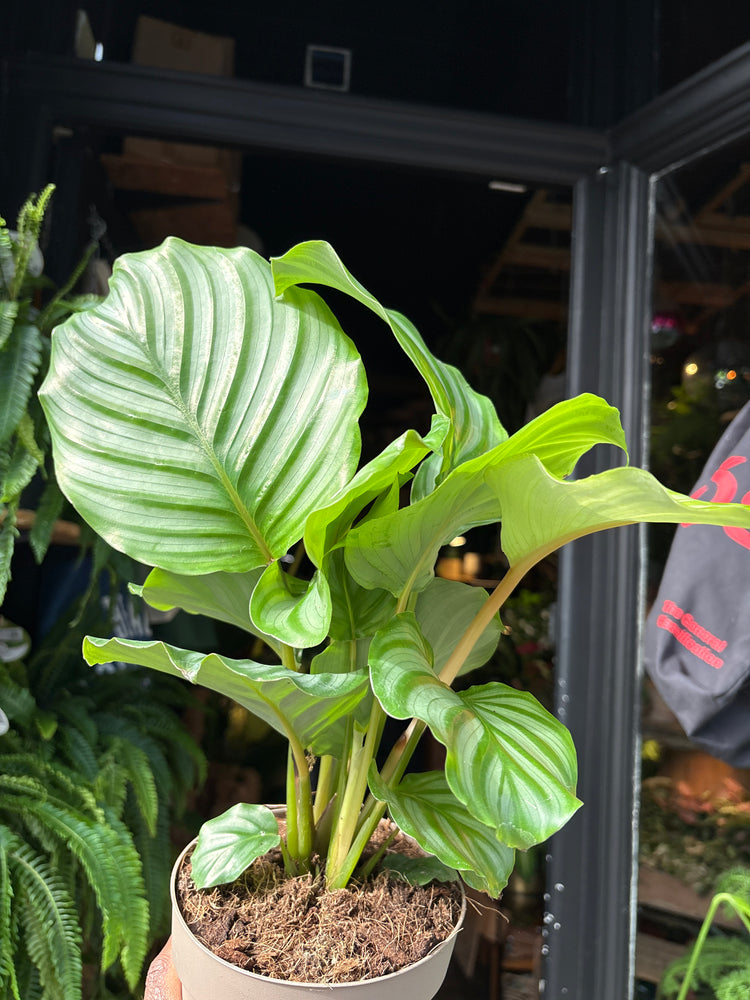 Calathea orbifolia houseplant in 14cm pot outside Urban Tropicana plant shop in Chiswick, London