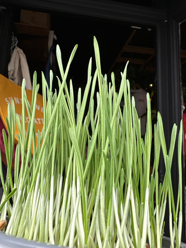 Cat grass plant in front of Urban Tropicana’s Plant Shop in Chiswick London