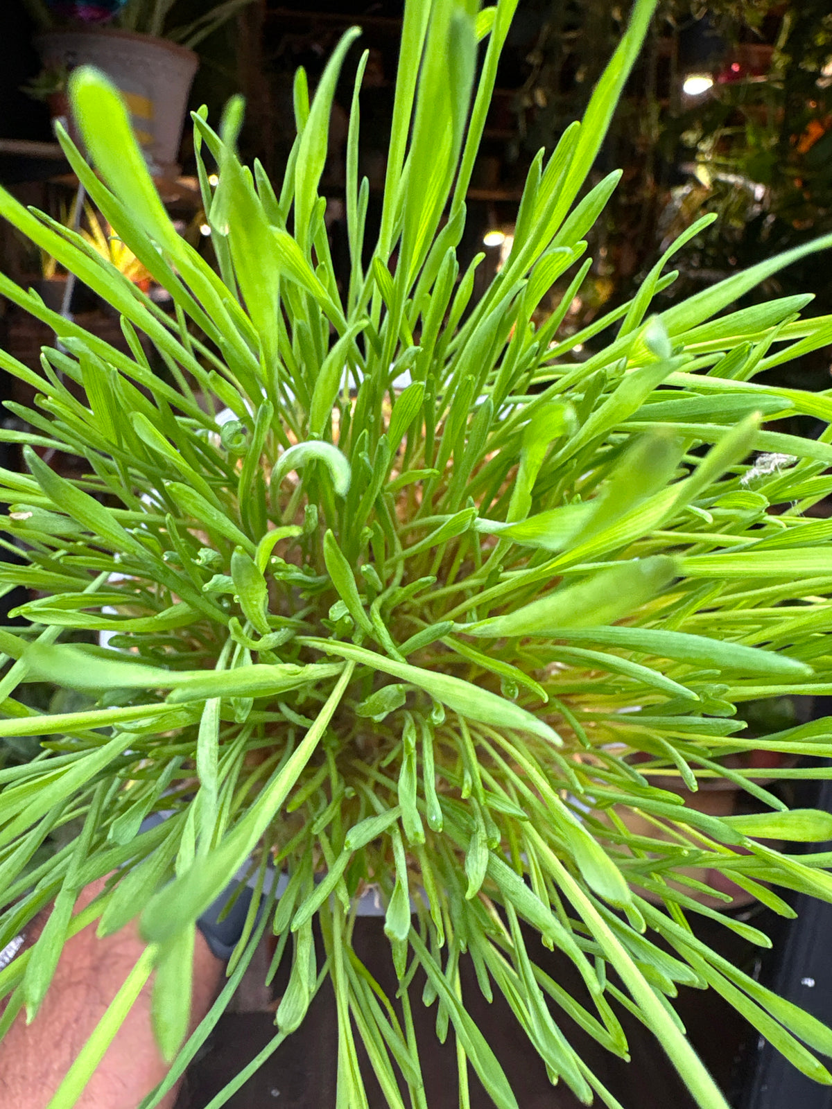 Cat grass in 12cm pot outside Urban Tropicana plant shop in Chiswick, London