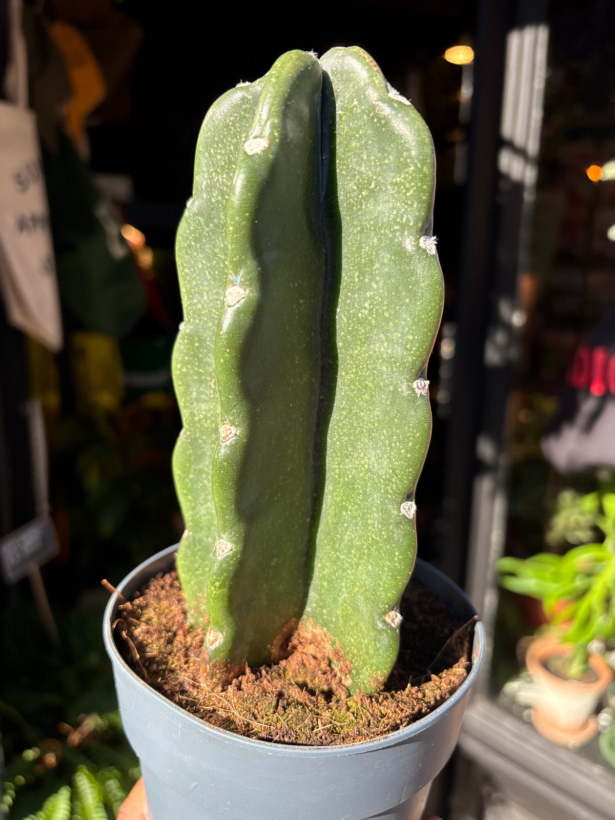 Cereus Jamacaru in a 12cm pot outside Urban Tropicana in Chiswick London