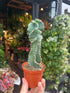 A Cereus Peruvianus Tortuosus plant in front of Urban Tropicana’s Plant Shop in Chiswick London