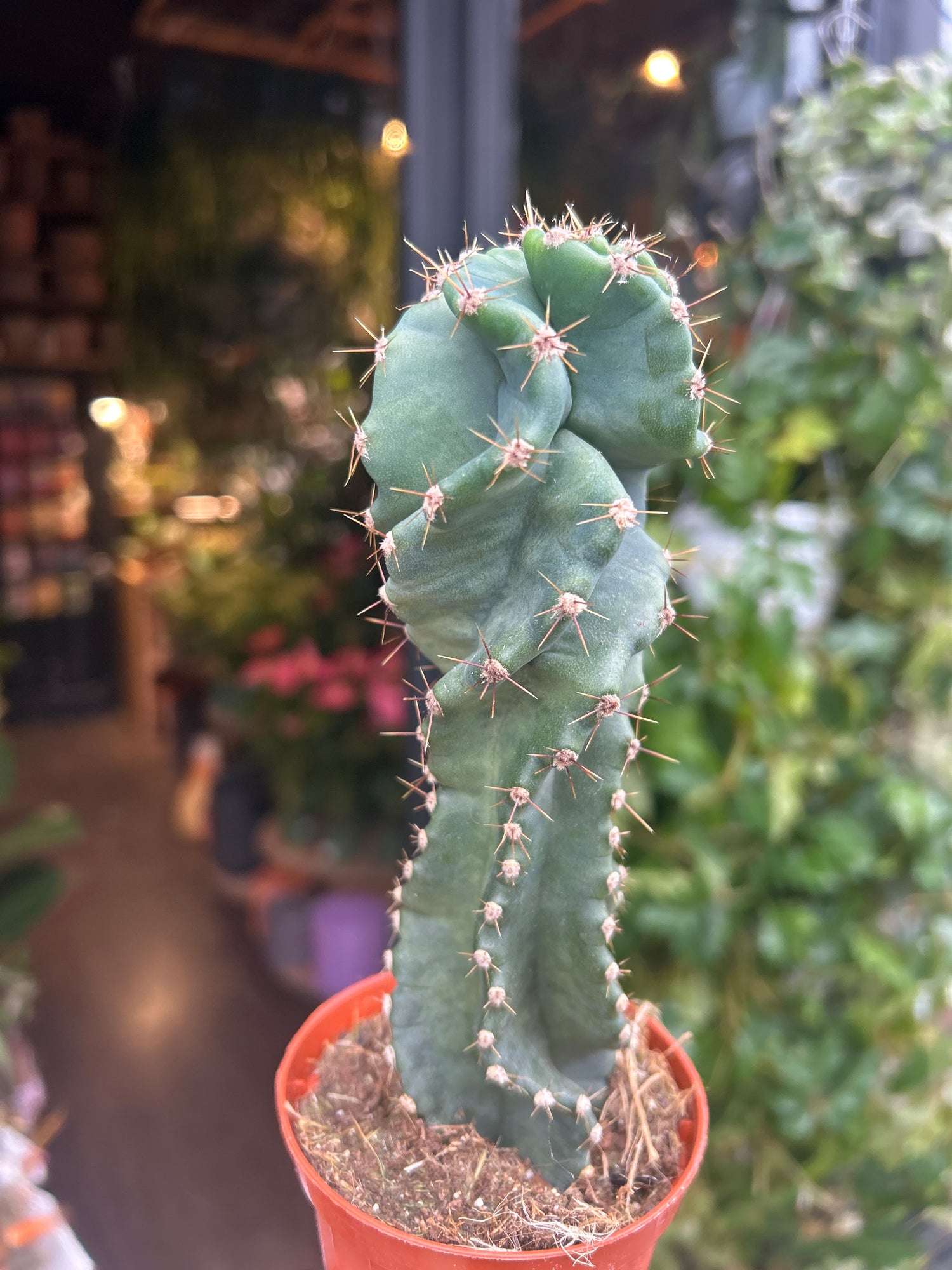 A Cereus Peruvianus Tortuosus plant in front of Urban Tropicana’s Plant Shop in Chiswick London